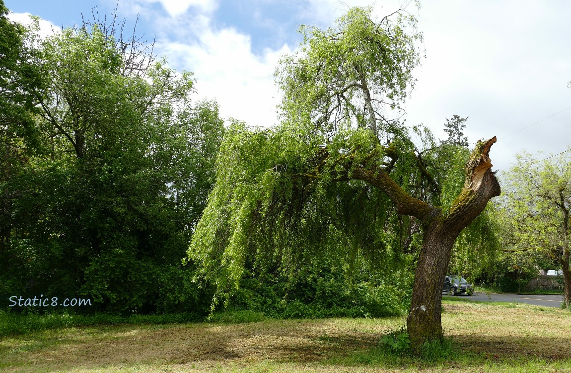 Willow tree with a broken limb