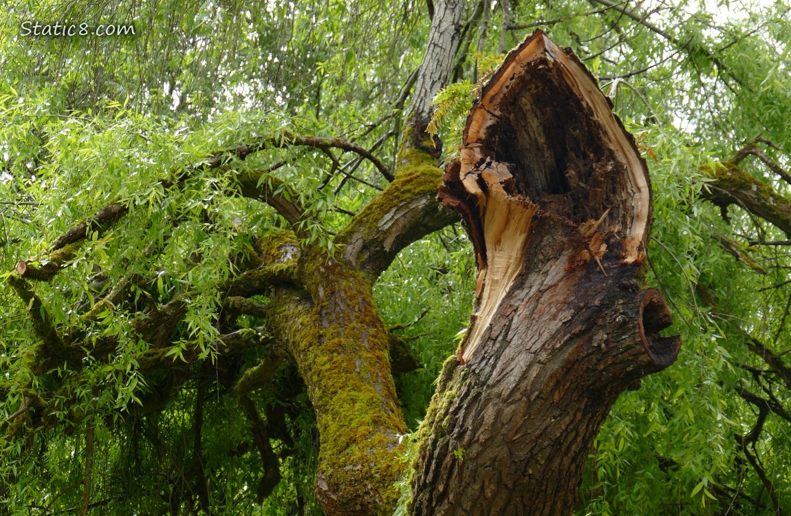 Willow tree with a broken limb