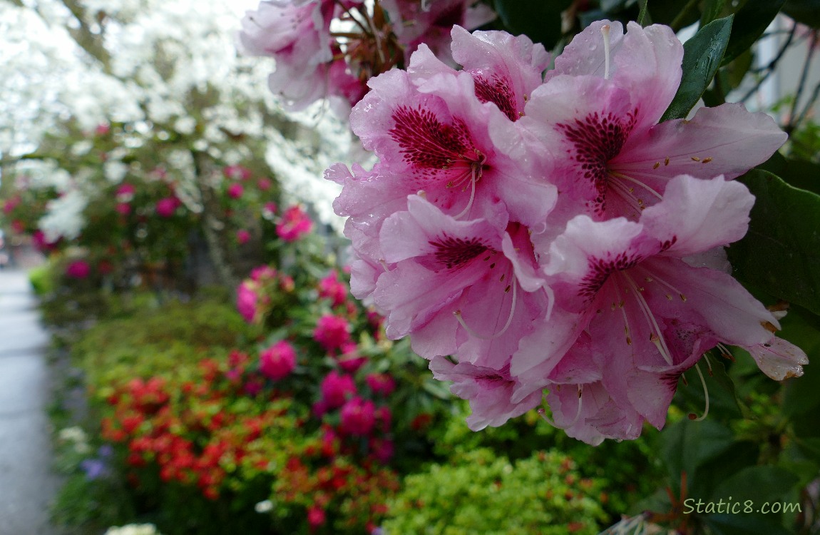 Pink Rhododendrons with red Rhododendrons in the background