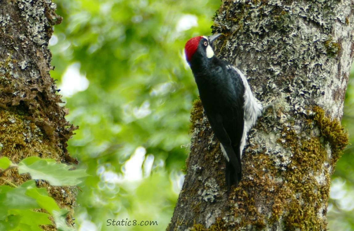 Acorn Woodpecker standing on the side of a mossy tree trunk