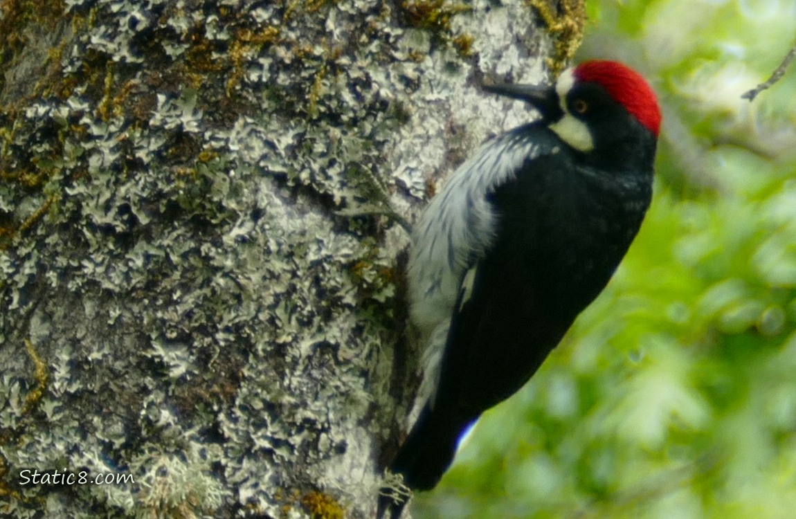 Acorn Woodpecker standing on the side of a mossy tree trunk