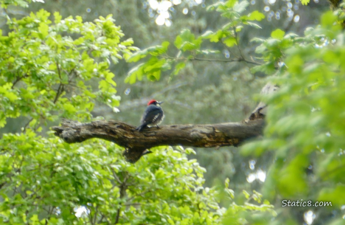 Blurry Acorn Woodpecker standing on a dead branch