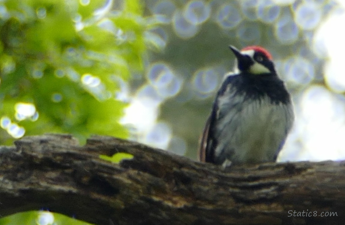 Blurry Acorn Woodpecker standing on a dead branch