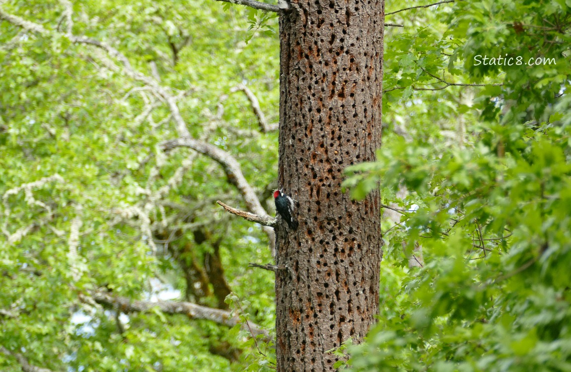 Acorn Woodpecker standing on the side of his granary tree