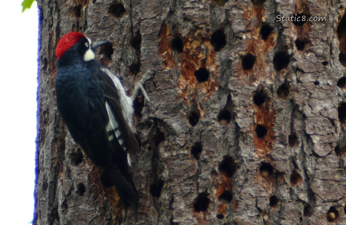 Acorn Woodpecker standing on the side of the granary tree trunk, lots of holes