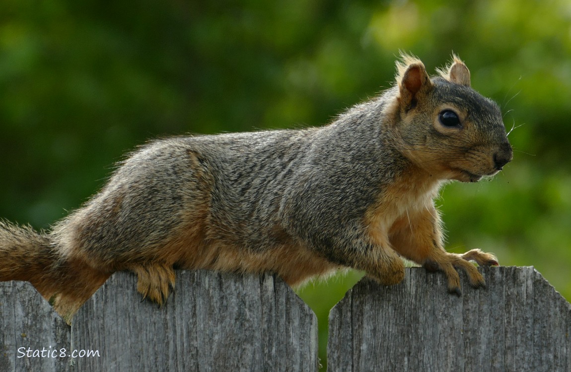 Squirrel standing on a wood fence