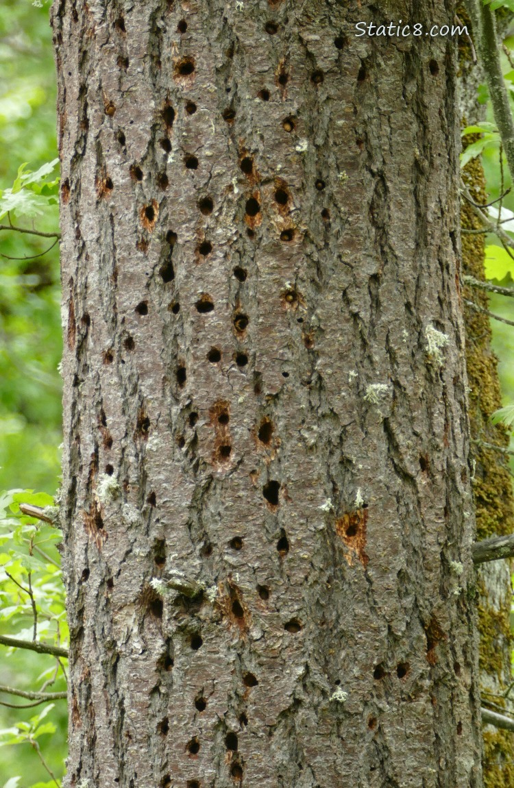 Acorn Woodpecker granery tree trunk full of holes