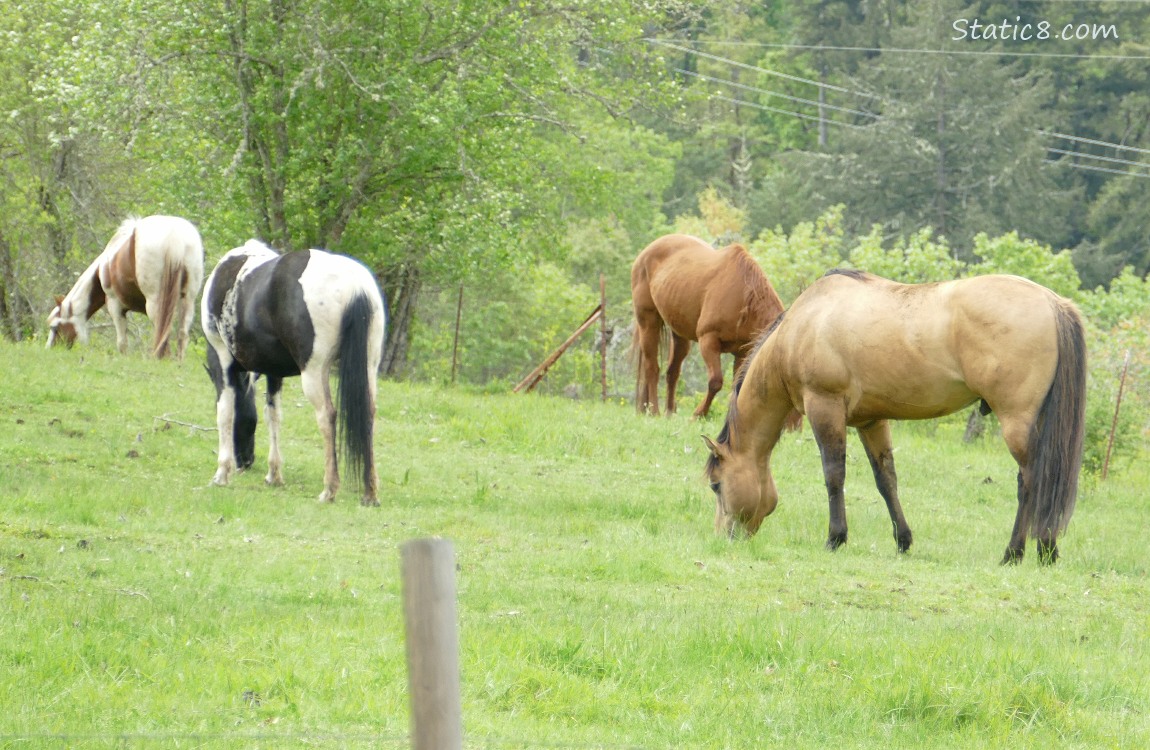 Four different coloured horses grazing on grass