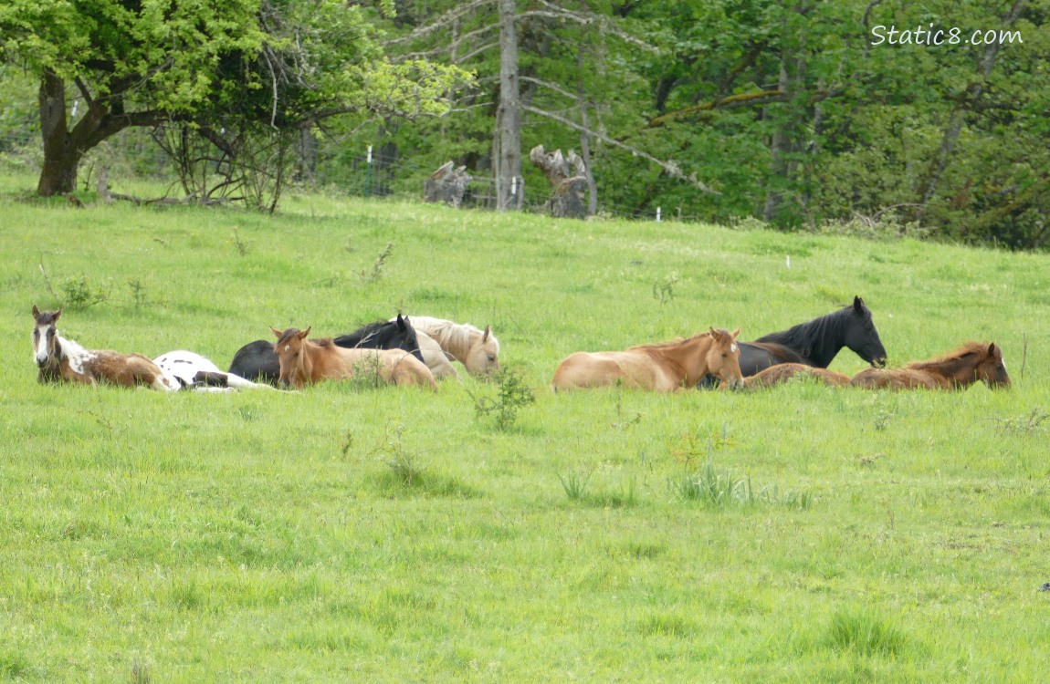 Horses lying on the grass