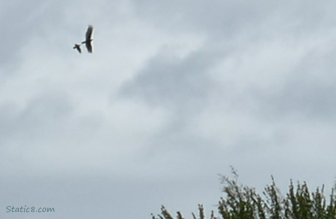 Crow mobbing a Vulture, flying in a grey sky