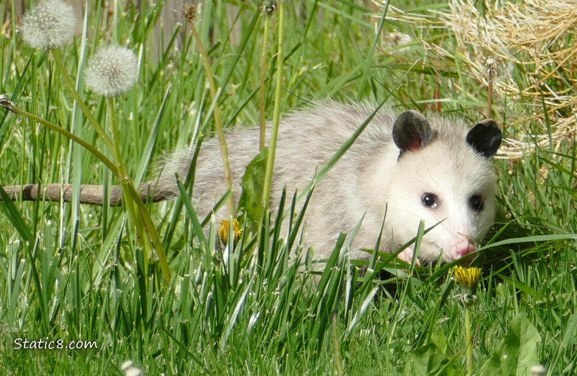 Opposum walking in the grass