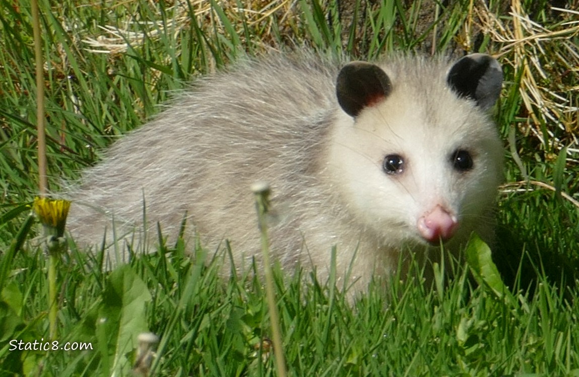 Opposum standing in the grass