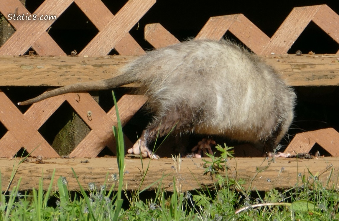 Opposum walks thru a break in the fence under a porch