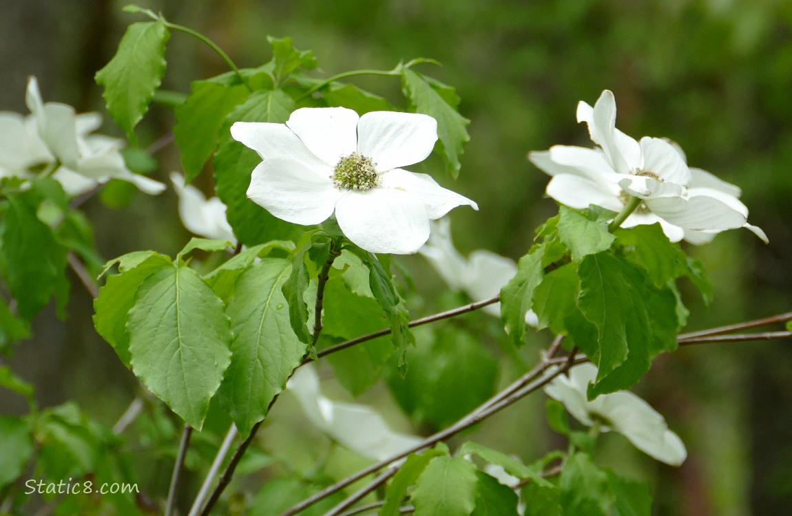 Pacific Dogwood blooms