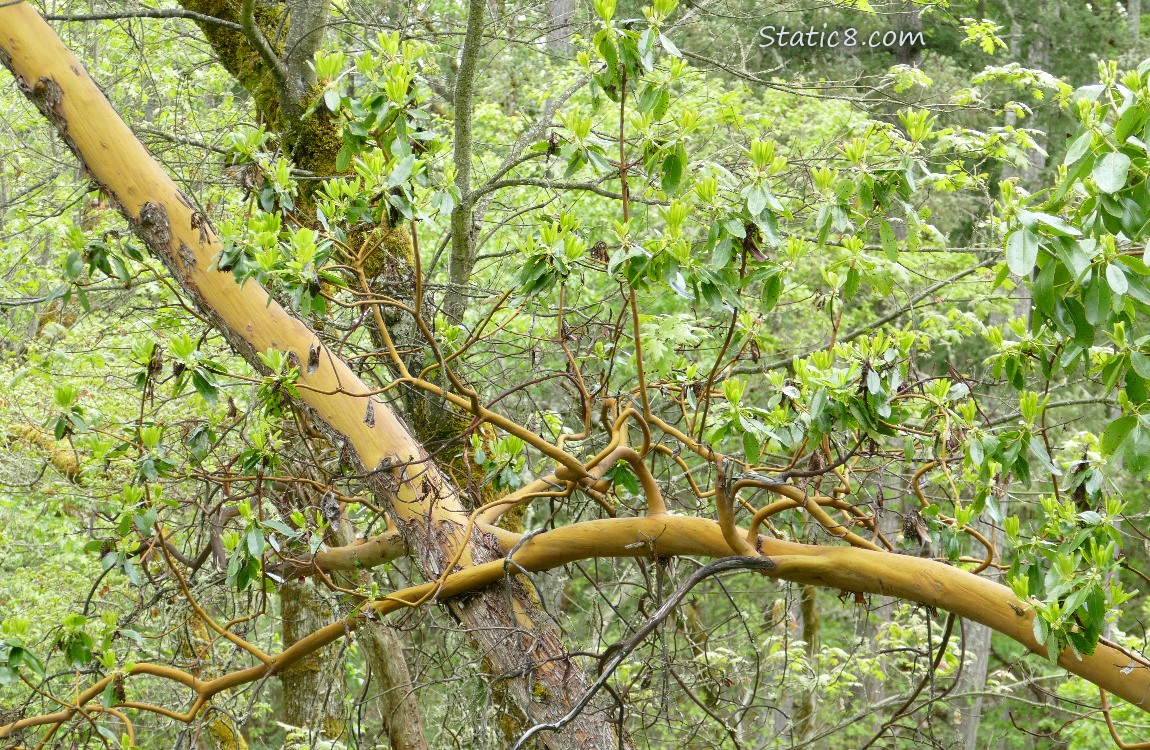 Pacific Madrone tree trunks and branches