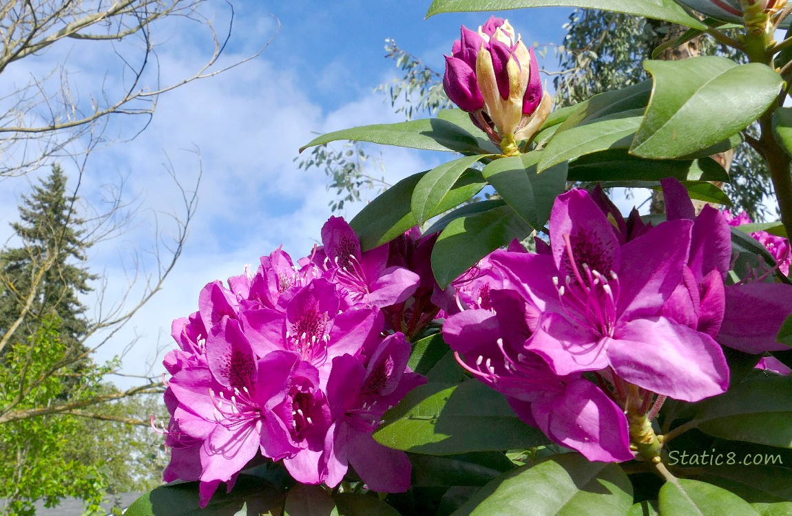 Purple Rhododendron blooms against the blue sky