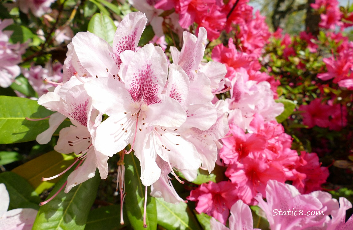 Pink Rhododendron blooms