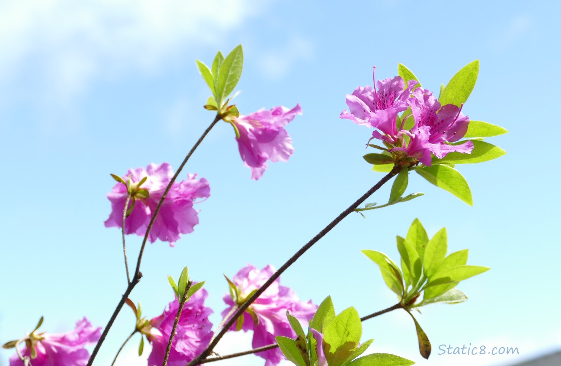 Pink Rhododendrons in front of a blue sky