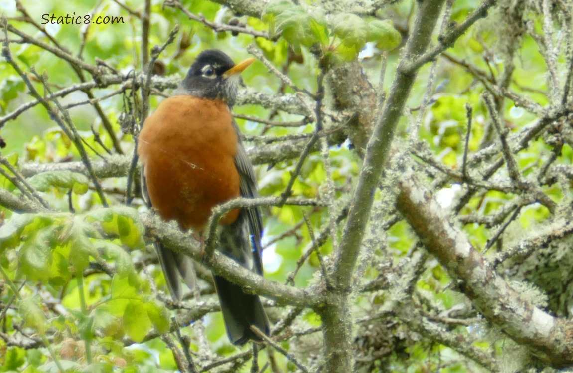 American Robin standing on a branch up in a tree