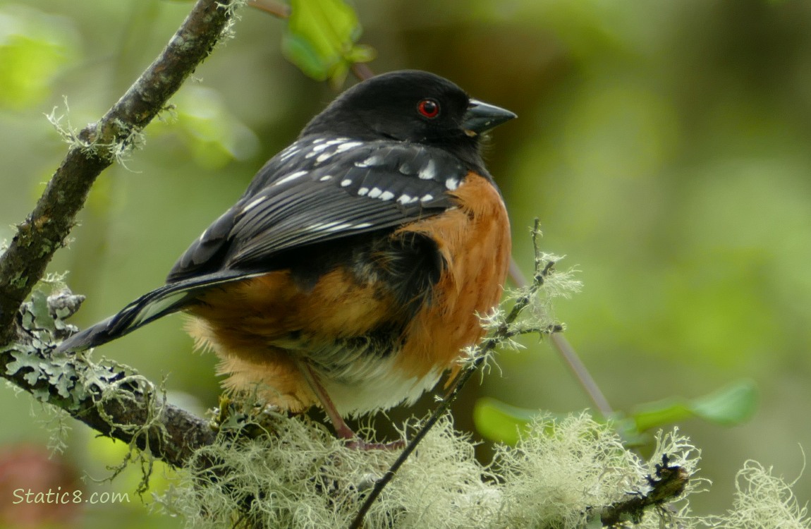 Spotted Towhee standing on a mossy branch