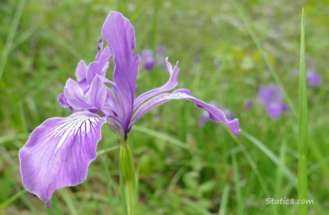 Purple Iris bloom