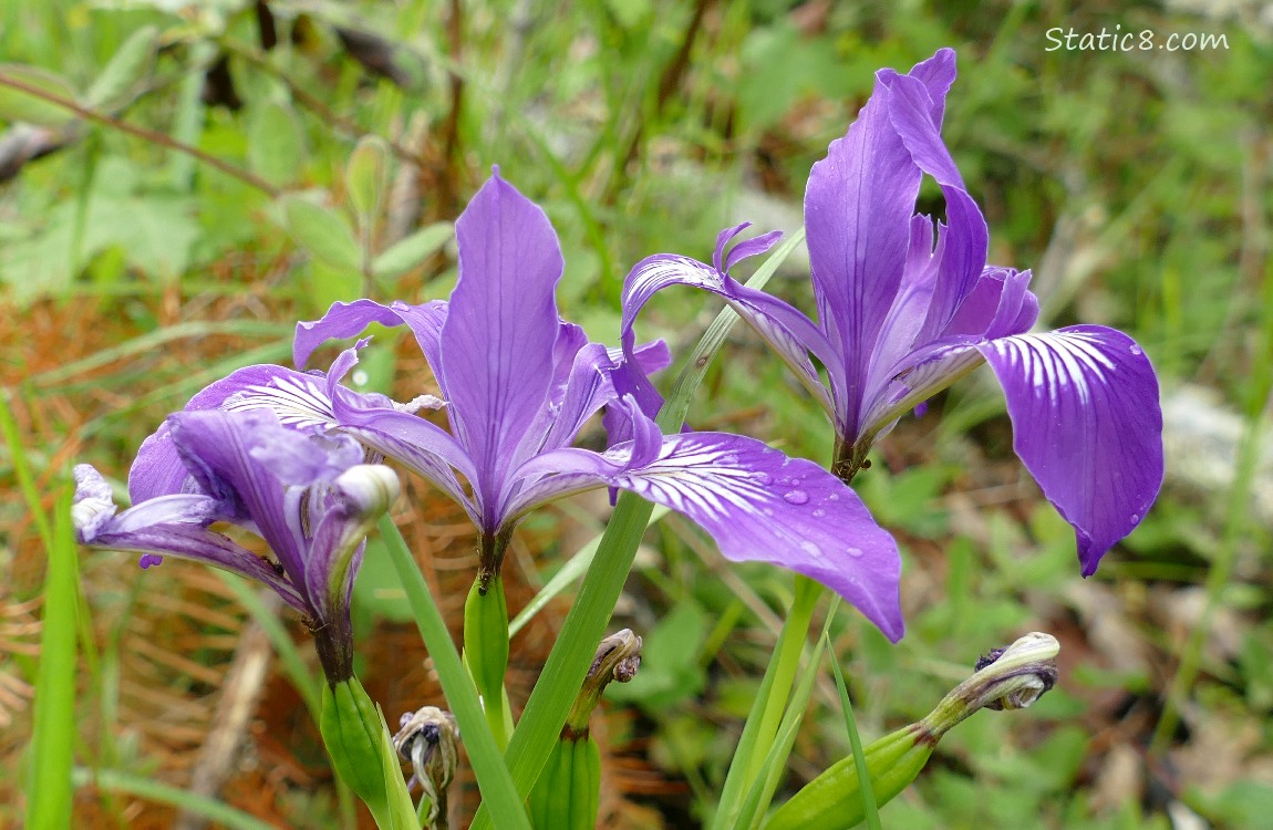 Purple Iris blooms on the forest floor