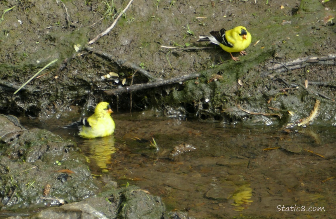 American Goldfinches in shallow water