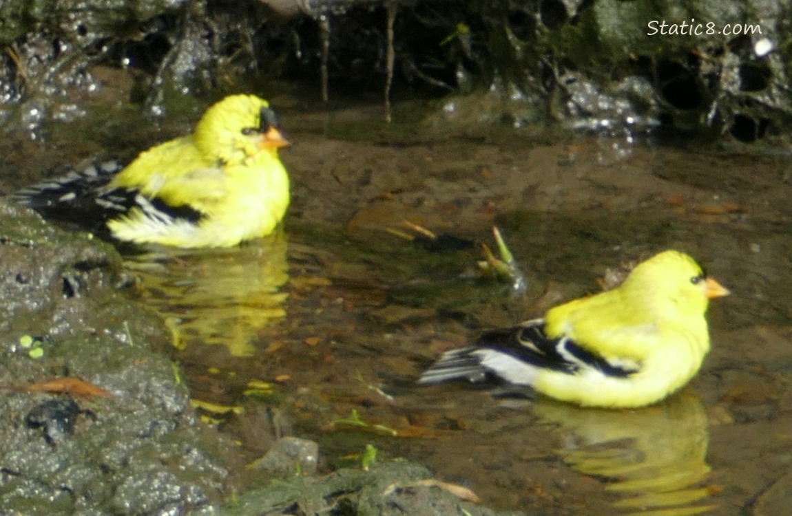 American Goldfinches in shallow water