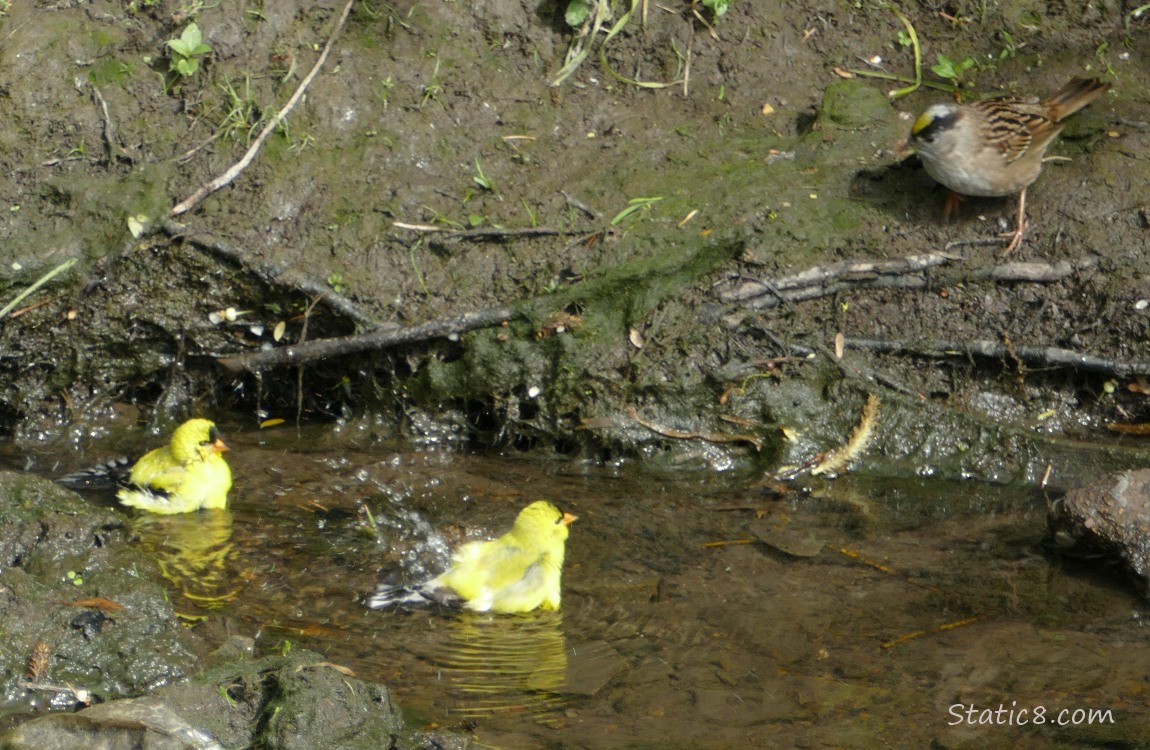 American Goldfinches in shallow water with a Golden Crown Sparrow