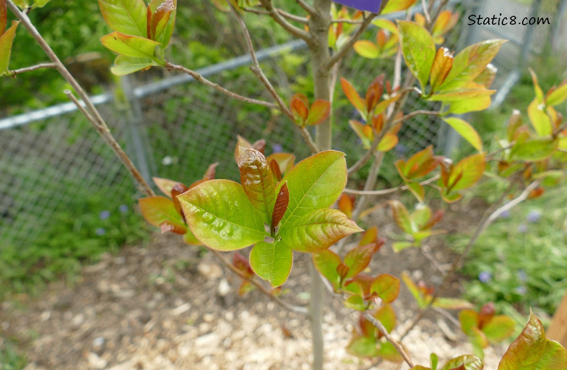 Black Gum tree leaves