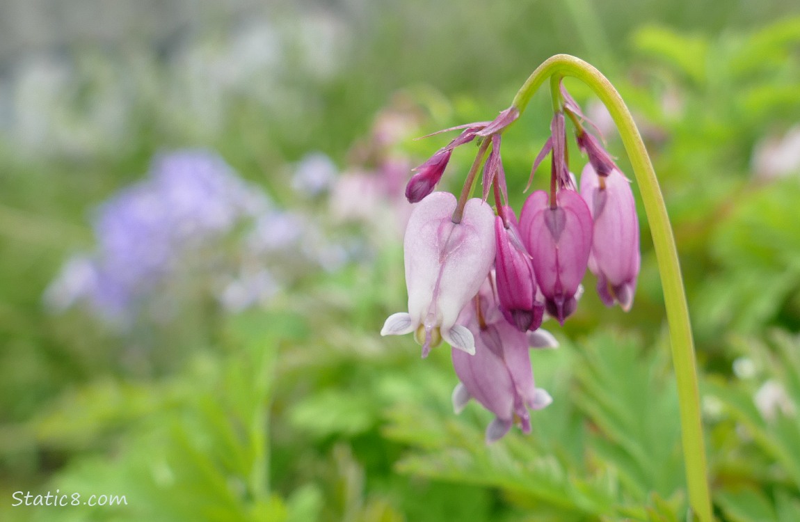 Bleeding Heart blooms