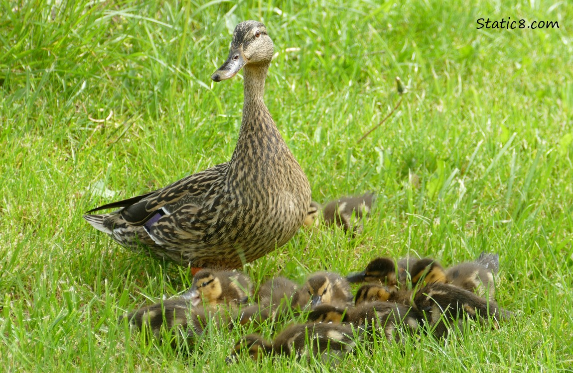 Mama Mallard watching over ducklings in the grass