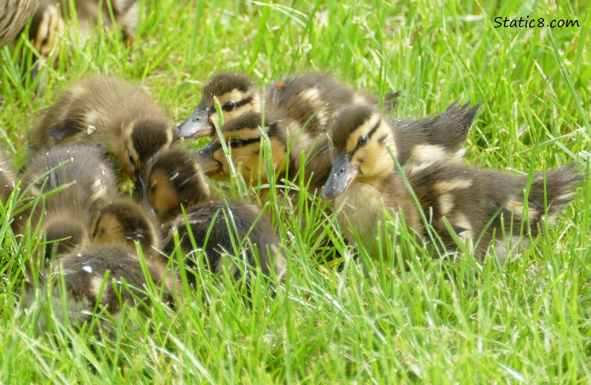 Ducklings in the grass