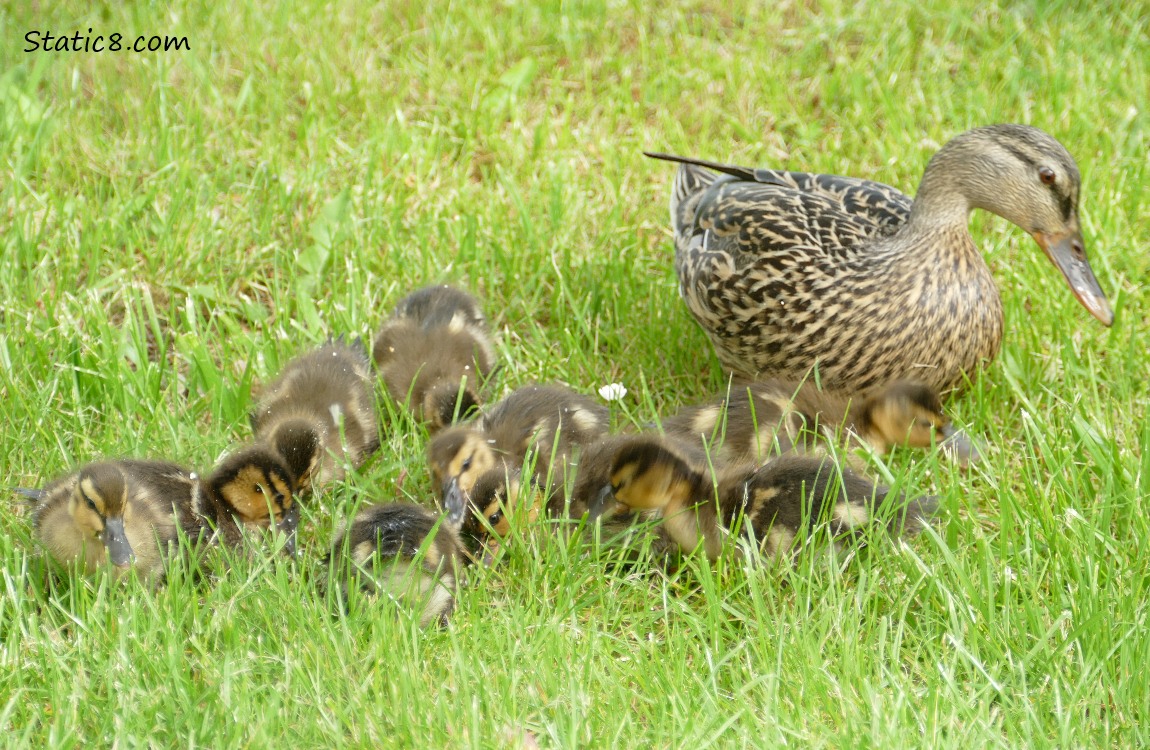 Ducklings and Mama Mallard standing in the grass