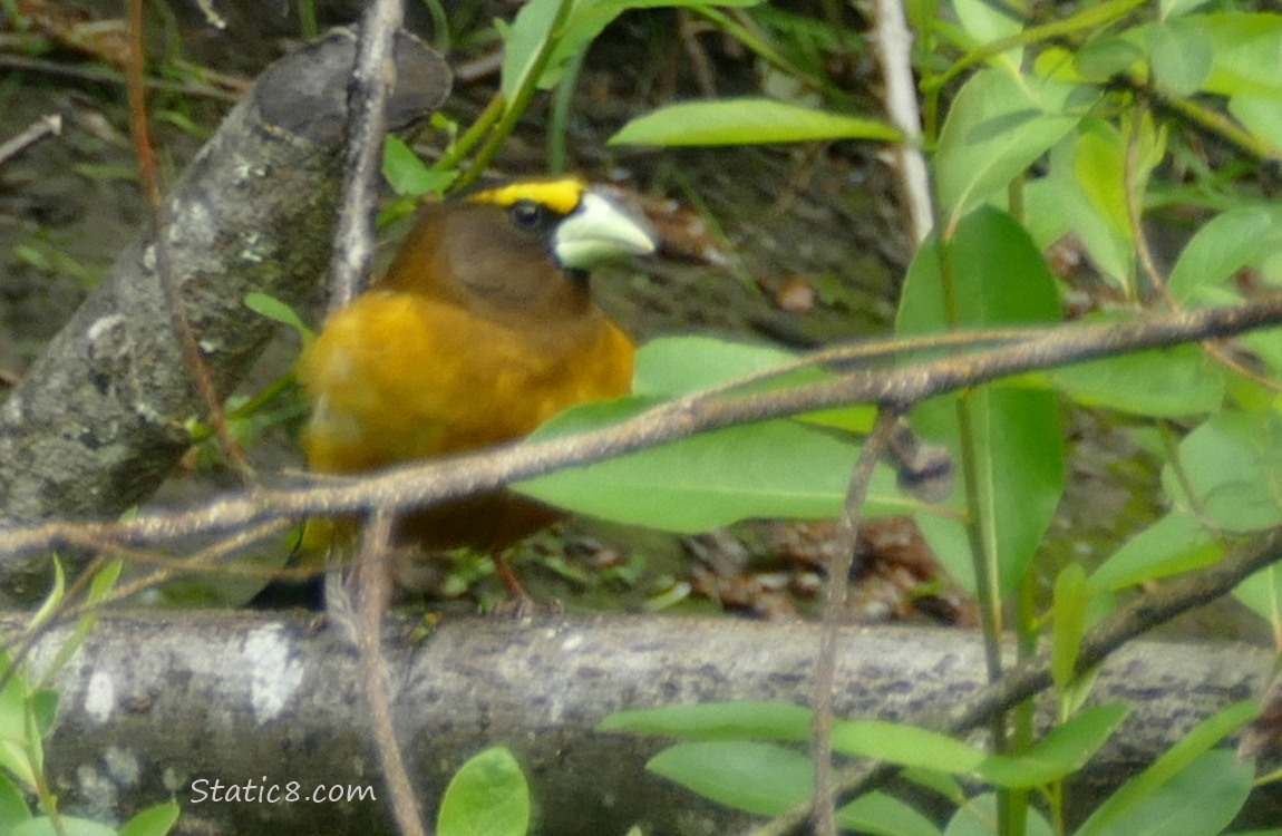 Evening Grosbeak standing on a branch