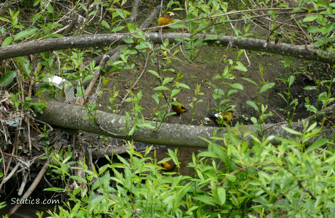 Evening Grosbeaks behind bushes