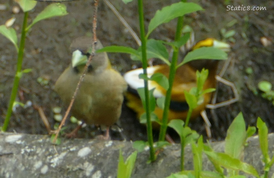 A pair of Evening Grosbeaks behind twigs