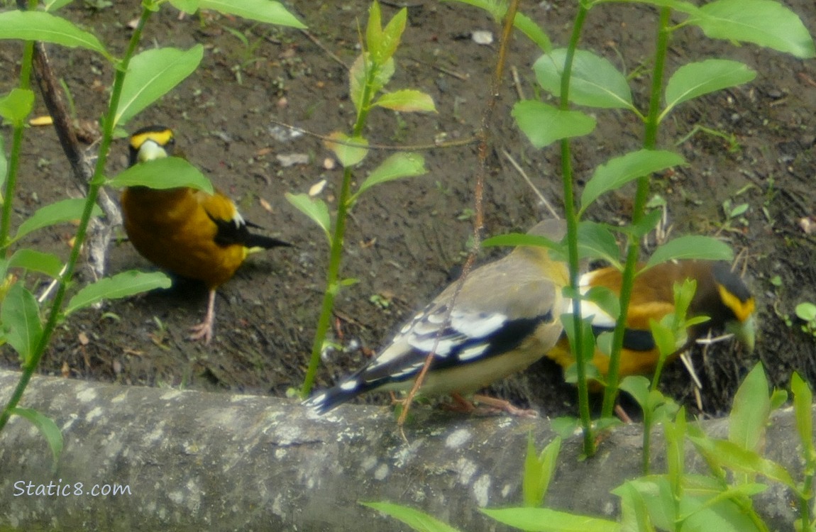 Three Evening Grosbeaks behind twigs