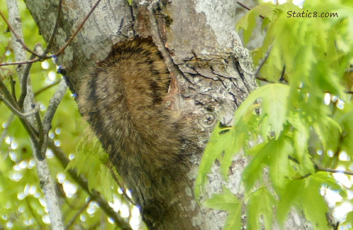 Squirrel tail hanging out of a woodpecker hole in a tree branch