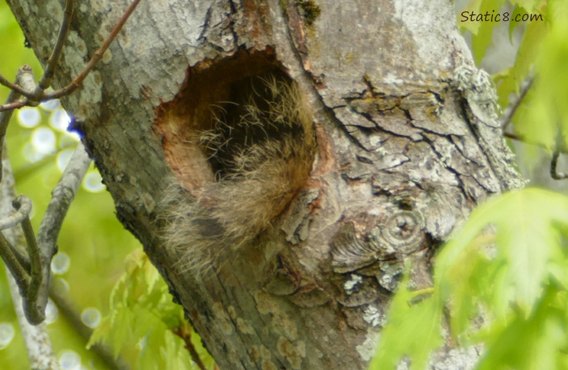 A bit of Squirrel tail fur hanging out a woodpecker hole in a tree branch