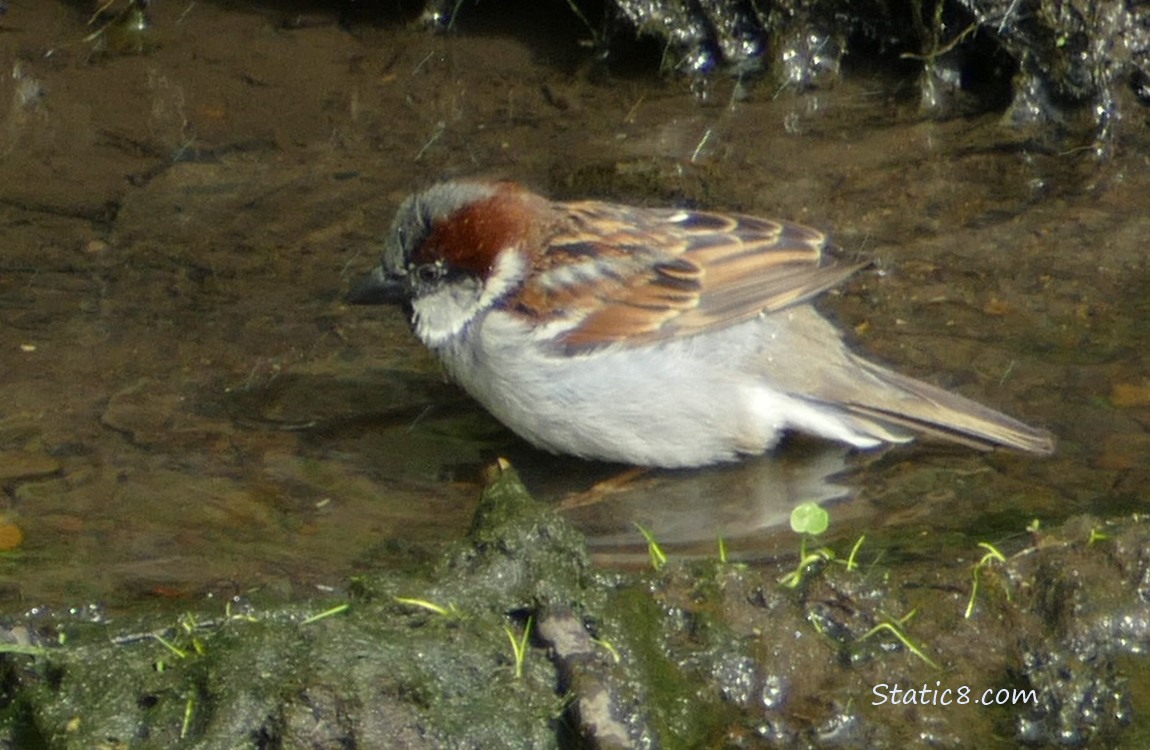 House Sparrow in shallow water