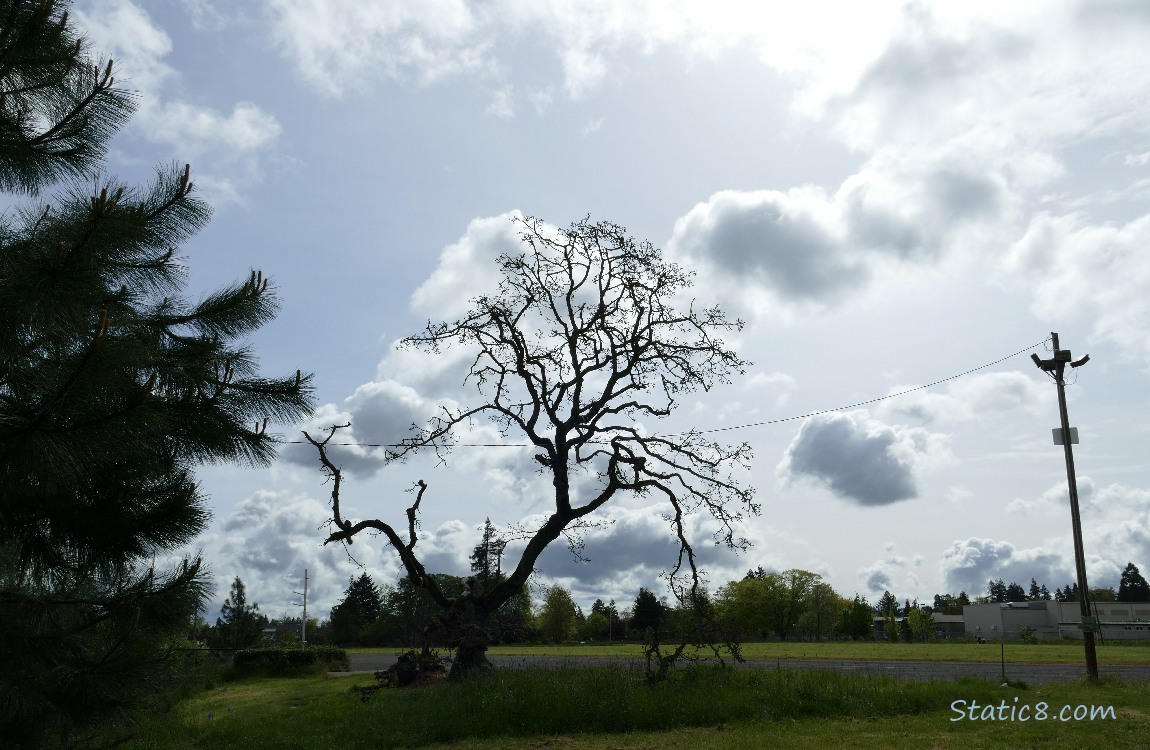 Fallen Leaning Tree with clouds in the background