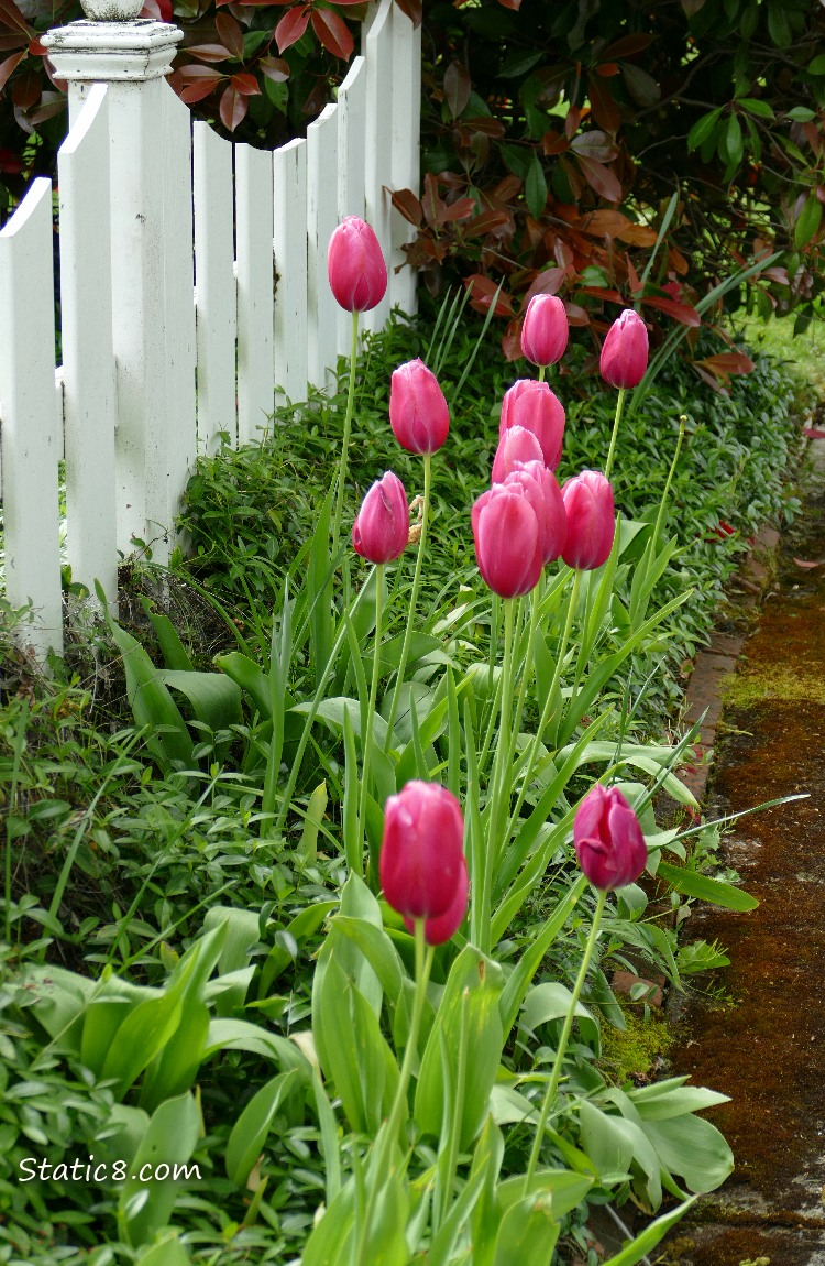 Dark Pink Tulips near a white picket fence