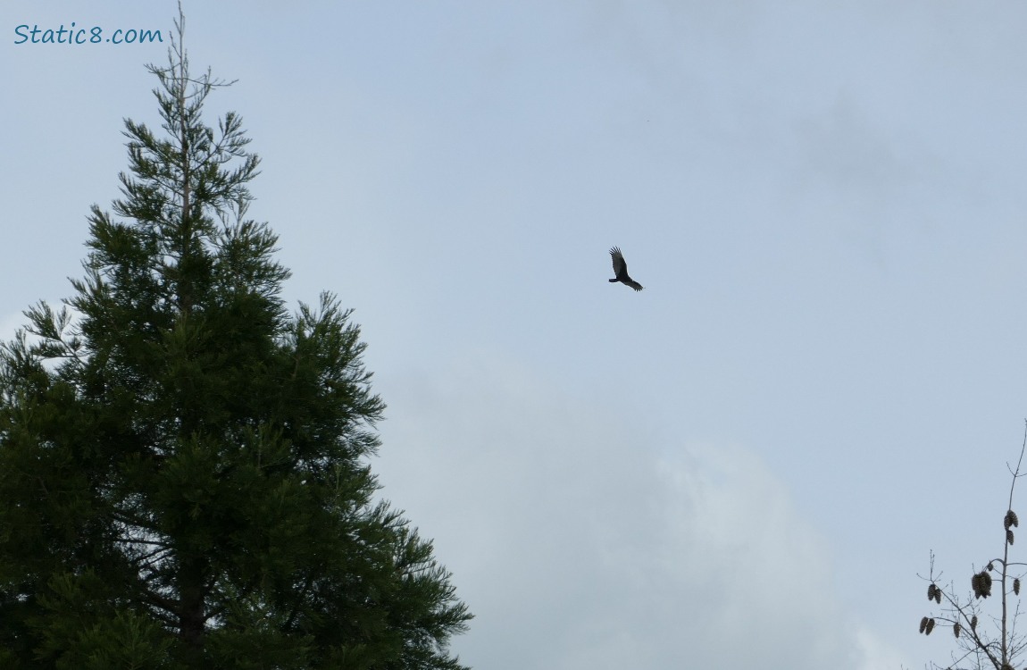 Turkey Vulture soaring over trees