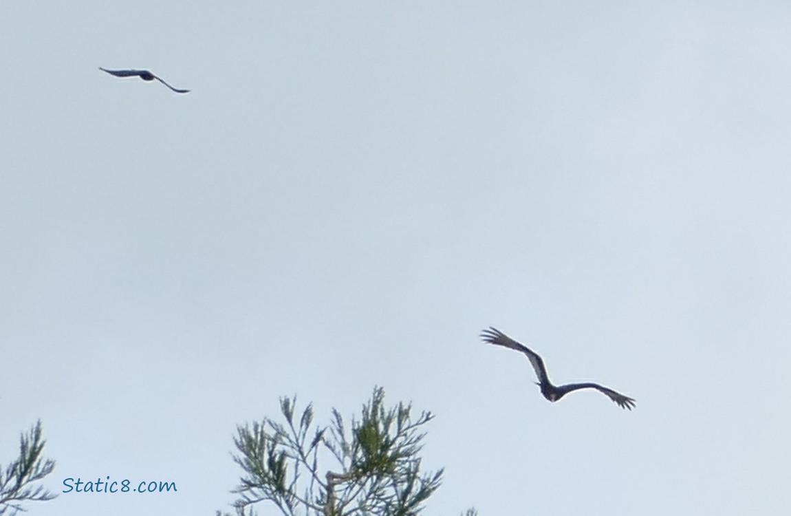 Turkey Vulture mobbed by a Crow