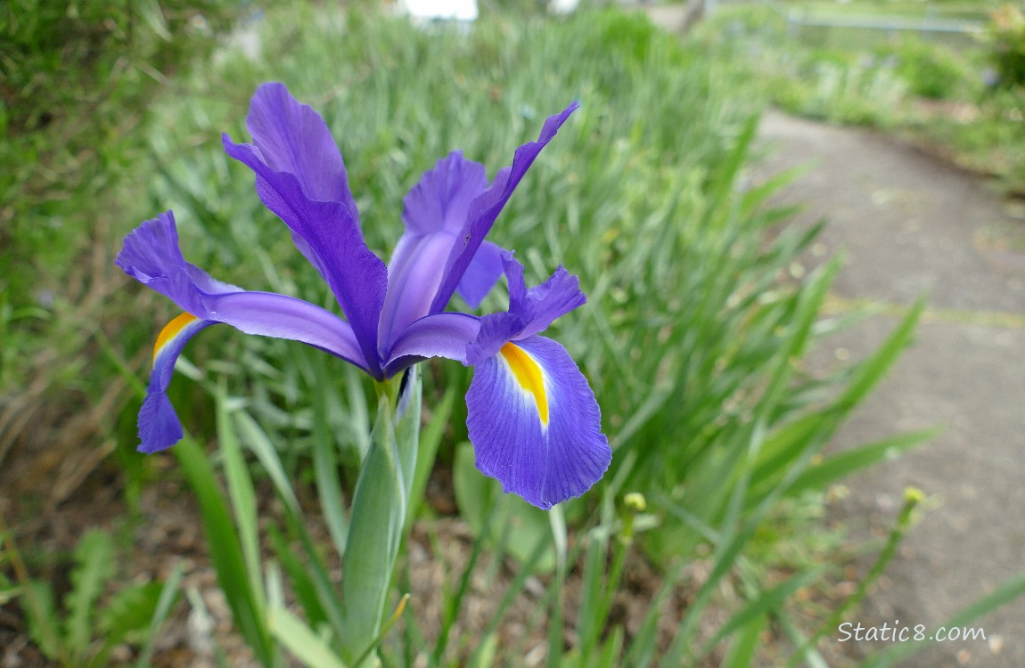 Purple Iris blooming next to the path