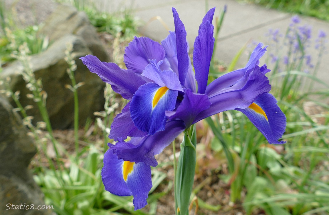 Purple Iris blooms