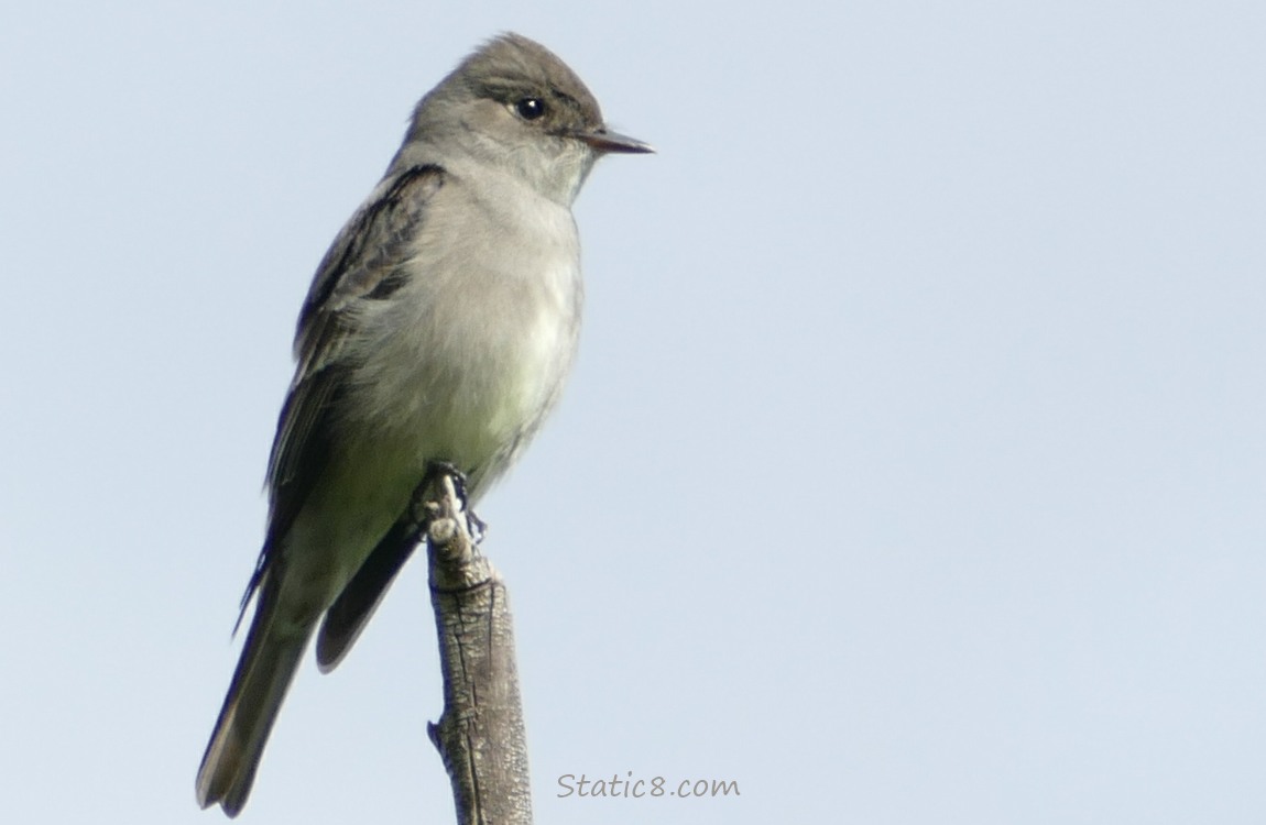 Wood Pewee standing at the top of a twig