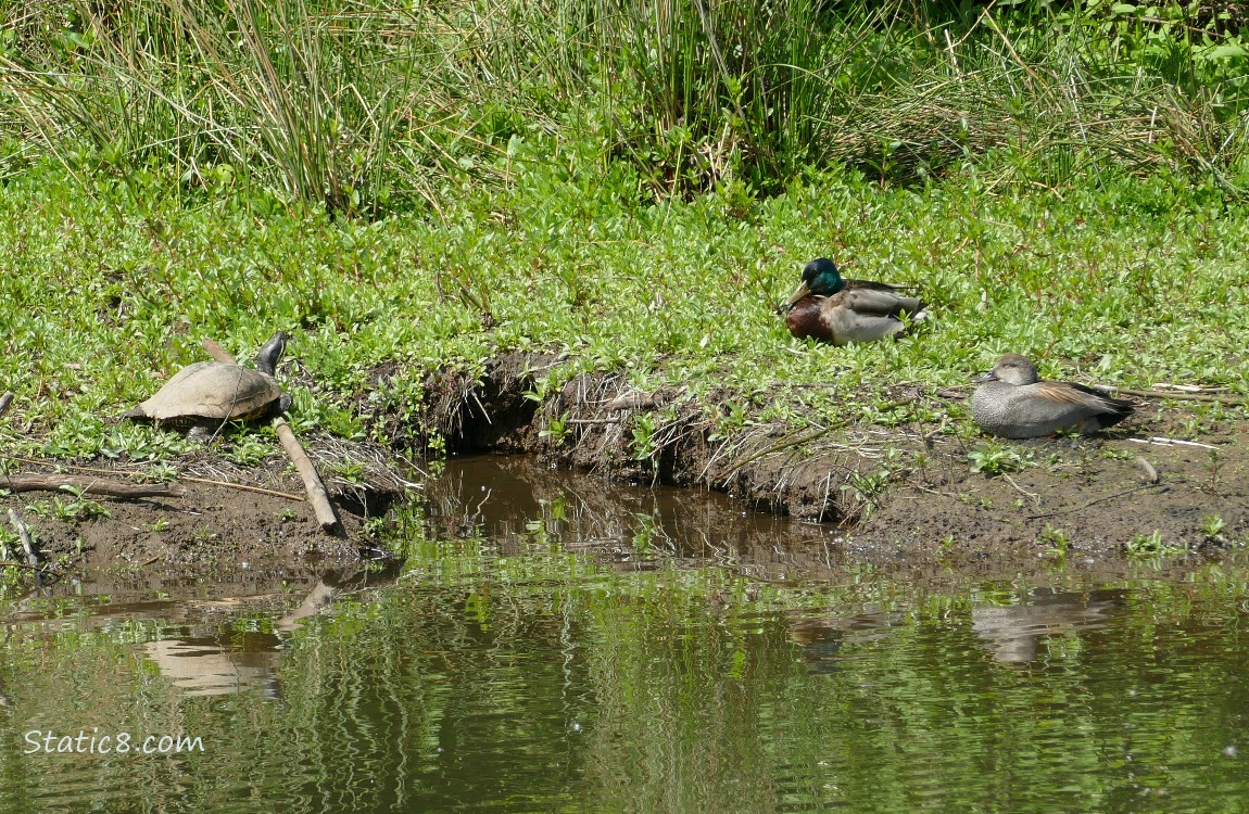 Turtle and ducks sitting on the bank of the pond