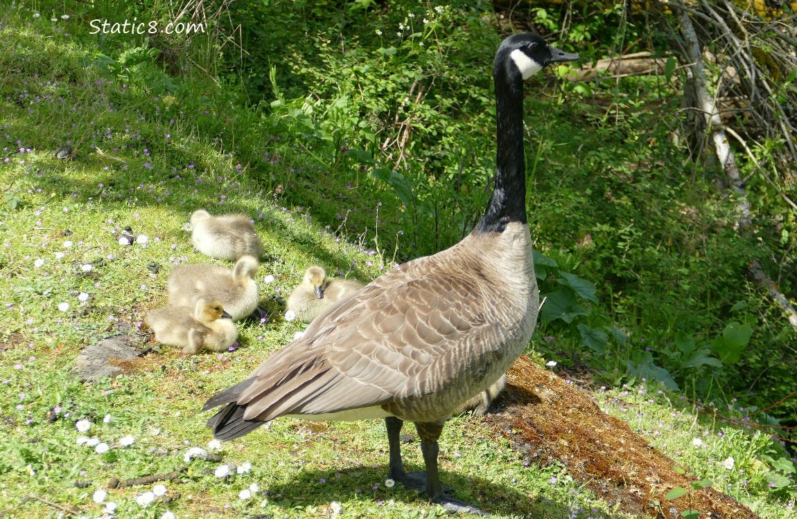 Canada Goose standing over goslings napping in the grass